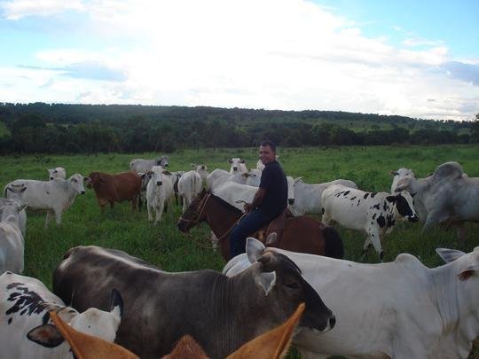 Fotos recentes de Boiadeiro na fazenda