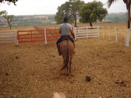 Fotos recentes de Boiadeiro na fazenda
