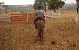 Fotos recentes de Boiadeiro na fazenda
