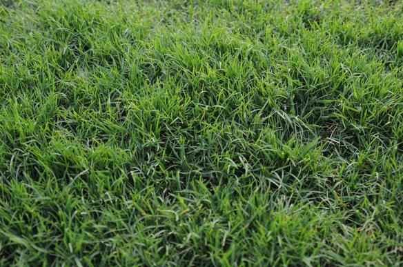 Gramado do Independncia ser mais resistente para suportar maratona de jogos