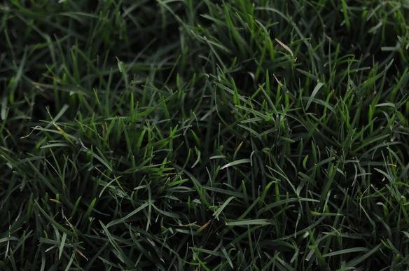 Gramado do Independncia ser mais resistente para suportar maratona de jogos