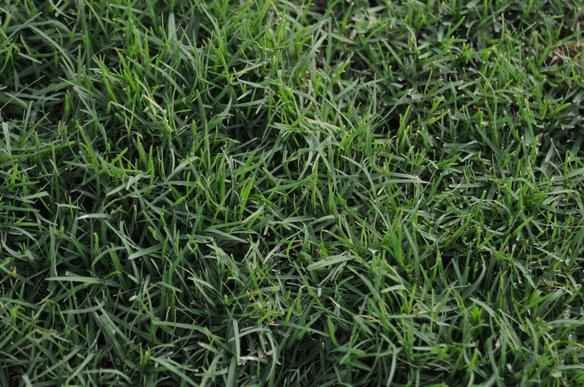 Gramado do Independncia ser mais resistente para suportar maratona de jogos