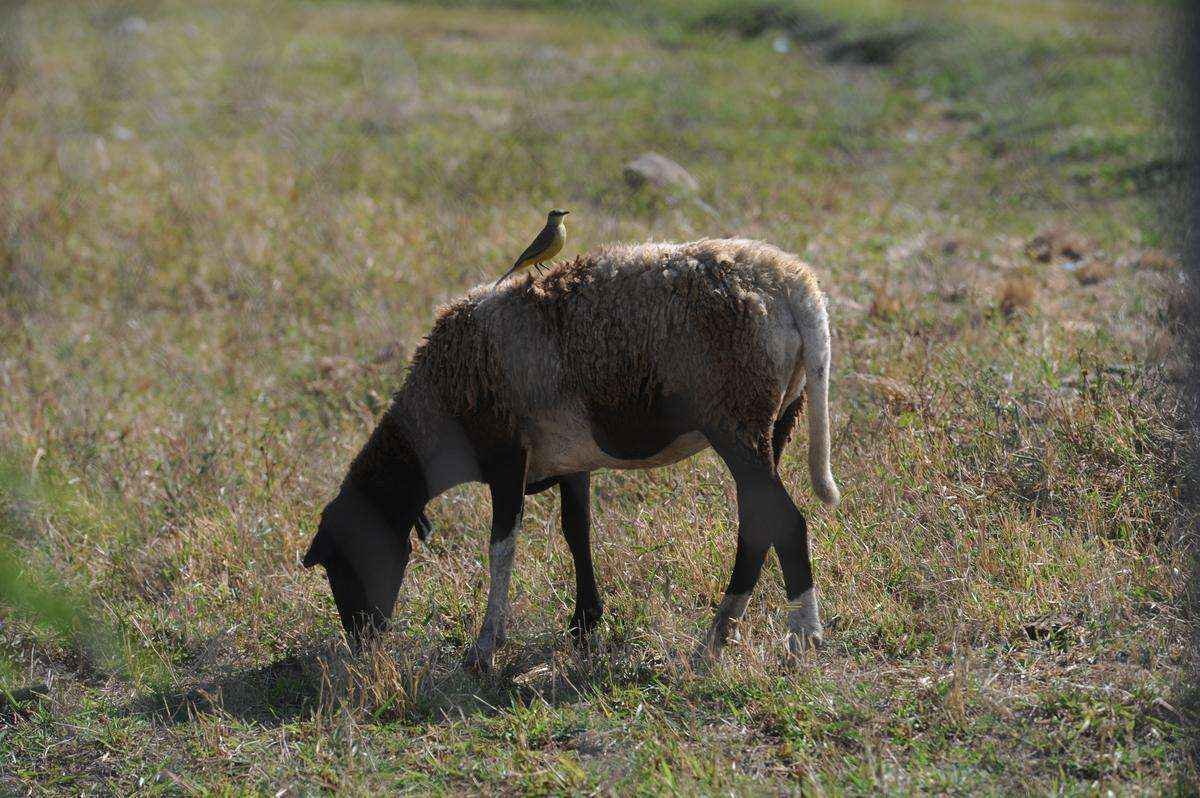 Bode marca presena no gramado durante treino do Arsenal