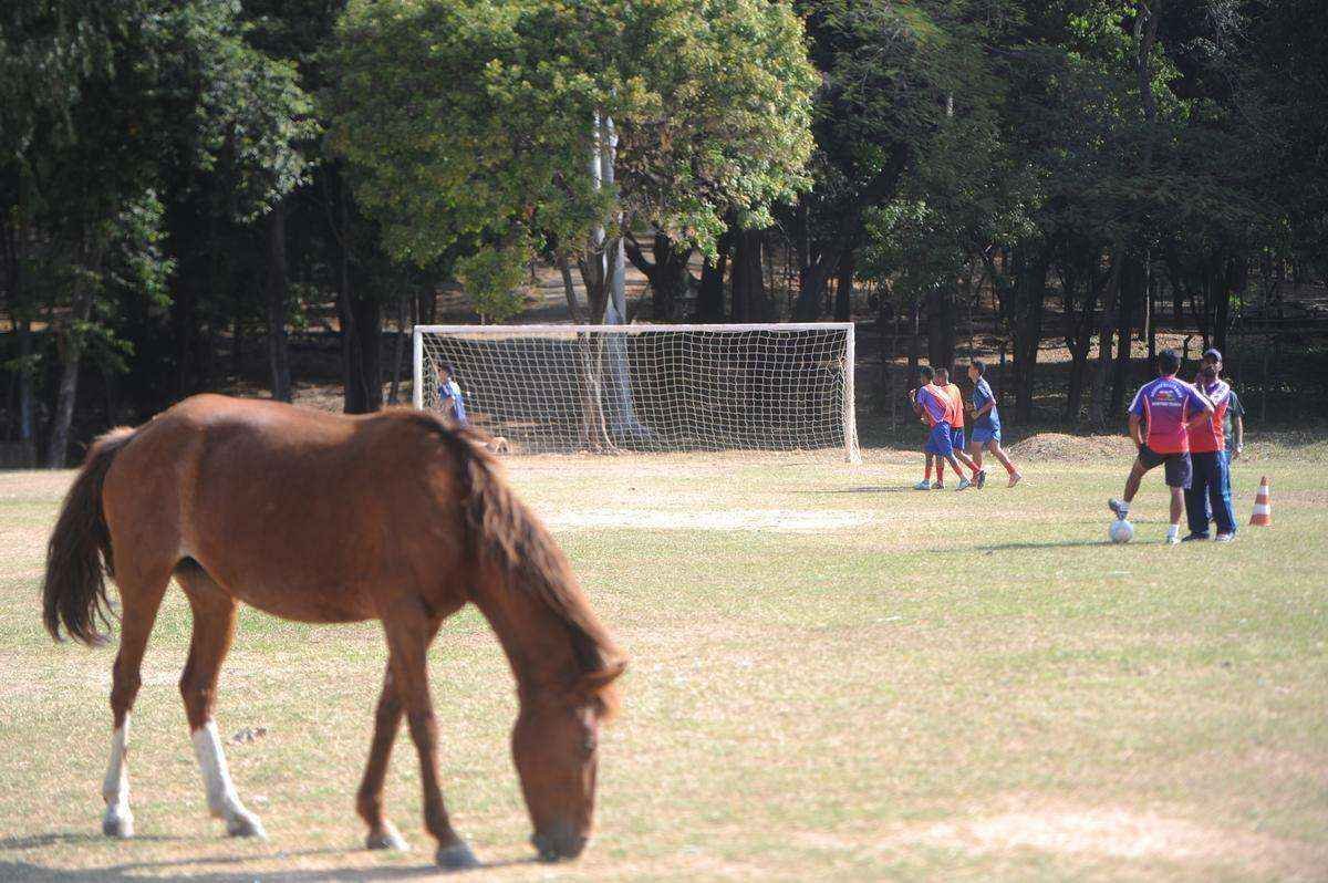 Cavalo divide campo de treinamento com atletas do Arsenal