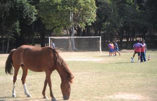 Cavalo divide campo de treinamento com atletas do Arsenal