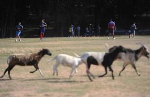 Atletas do Arsenal correm ao lado de bodes e cabras no gramado do Matadouro