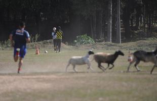 Jogador do Arsenal corre ao lado de bodes e cabras