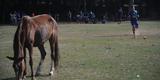 Atletas se preparam para entrar em campo enquanto cavalo pasta tranquilamente no gramado