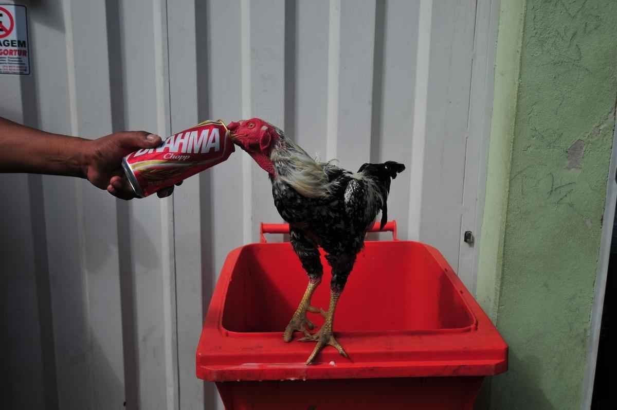 Atltico e Cruzeiro fazem duelo, neste domingo, no Independncia