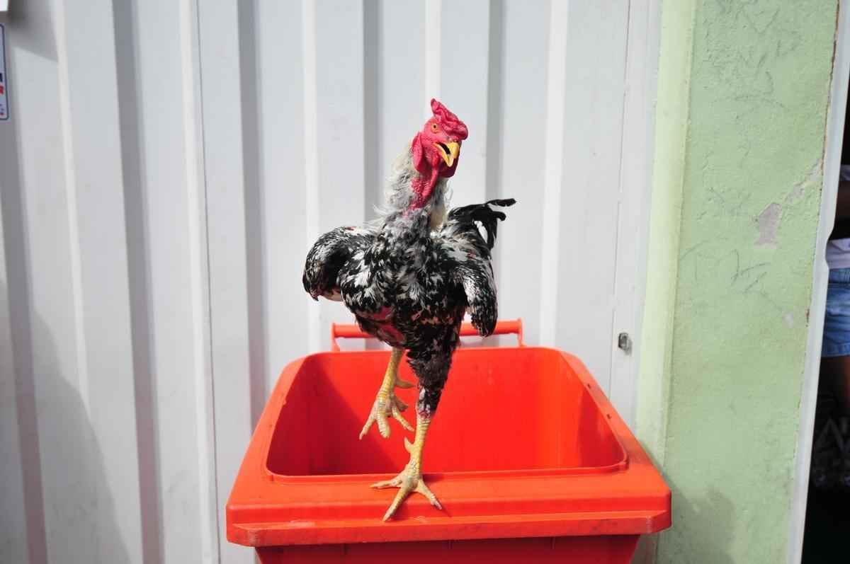 Atltico e Cruzeiro fazem duelo, neste domingo, no Independncia