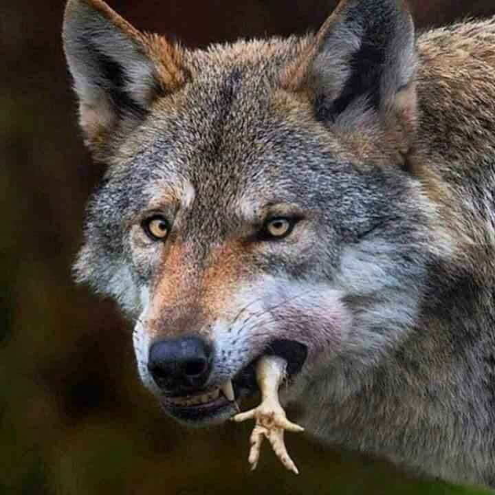 Torcedores do Cruzeiro brincaram nas redes sociais com vitria diante do Atltico, em pleno Independncia