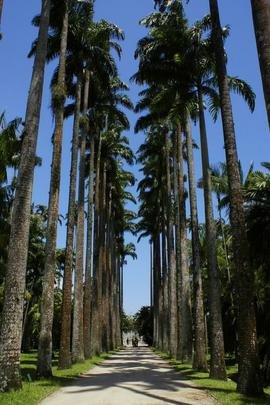 Jardim Botnico - Criado por Dom Joo VI em 1808, rene 8 mil espcies de flores e plantas do Brasil e do mundo. H palmeiras imperiais da poca da fundao. (Rua Jardim Botnico, 1008 - Jardim Botnico)
