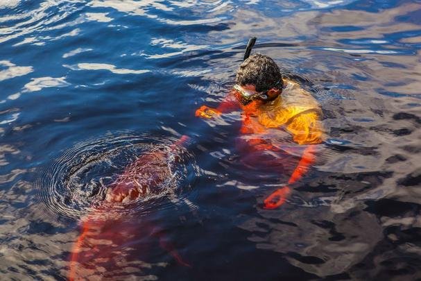 Hotis de selva - Situados no meio da floresta, os hotis de selva oferecem um servio onde a segurana, o bom atendimento e o exotismo caminham de mos dadas. H hotis de selva para todos os gostos e necessidades, desde os mais luxuosos, que oferecem sutes com ar condicionado, aos mais rsticos. De comum entre eles, o permanente contato do visitante com a natureza. Em alguns  possvel alimentar animais selvagens. H opes de caminhada na selva, com guias treinados e bilngues, dando dicas de sobrevivncia, focagem de jacars  noite, passeios de canoas pela floresta inundada, visitas a comunidades ribeirinhas e aldeias de indgenas aculturados, e mergulhos em cachoeiras.