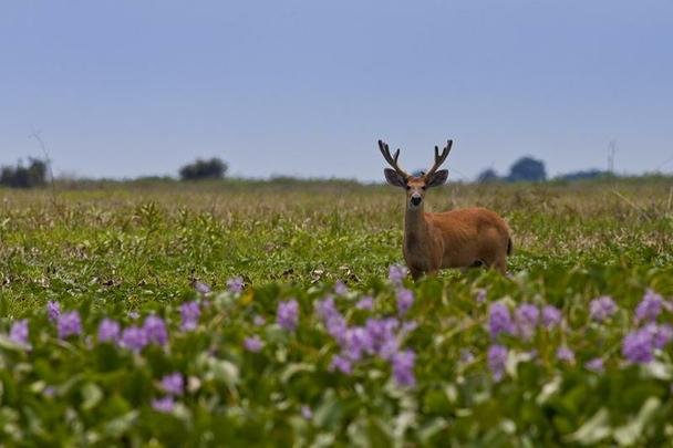Pantanal Mato-grossense no municpio de Cceres